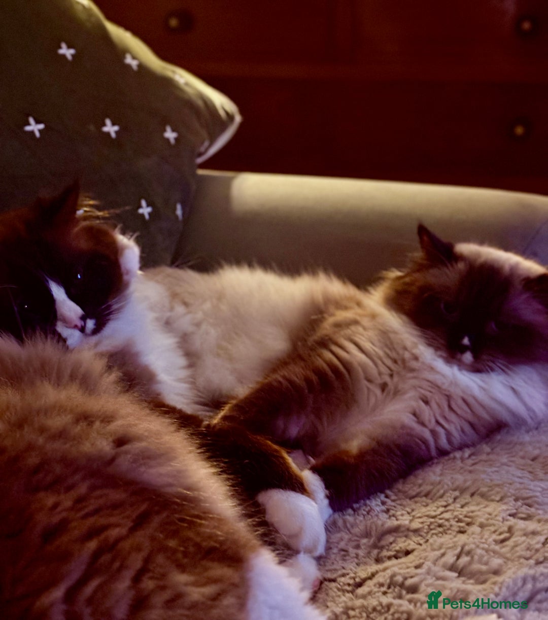 Ragdoll cats for sale: TICA Pedigree Ragdolls 💎✨ - Image 19