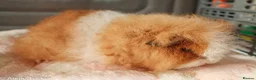 Guinea Pig rodents for sale: Swiss Boars - Advert 8