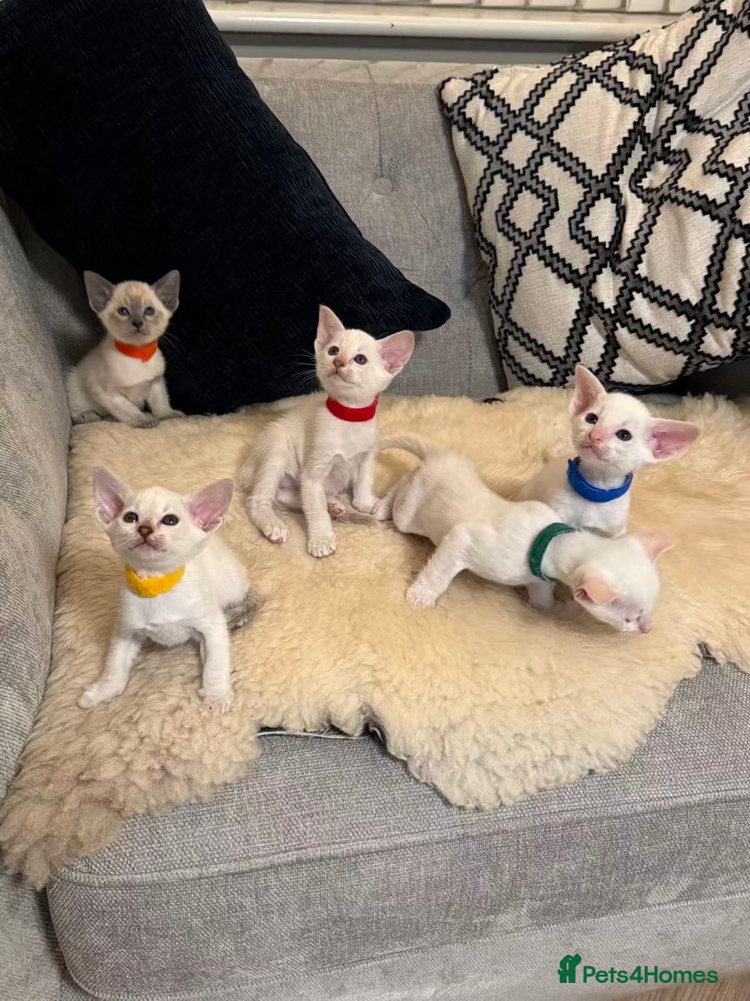 Siamese cats for sale: Beautiful Siamese Kittens – Ready February - Advert 1