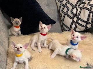 Siamese cats Beautiful Siamese Kittens – Ready February - Advert 5
