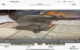 British Shorthair cats for sale: British Shorthair pedegree  Kittens  - Image 19