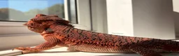 Dragon reptiles for sale: Red monster dragons in Stroud - Advert 6