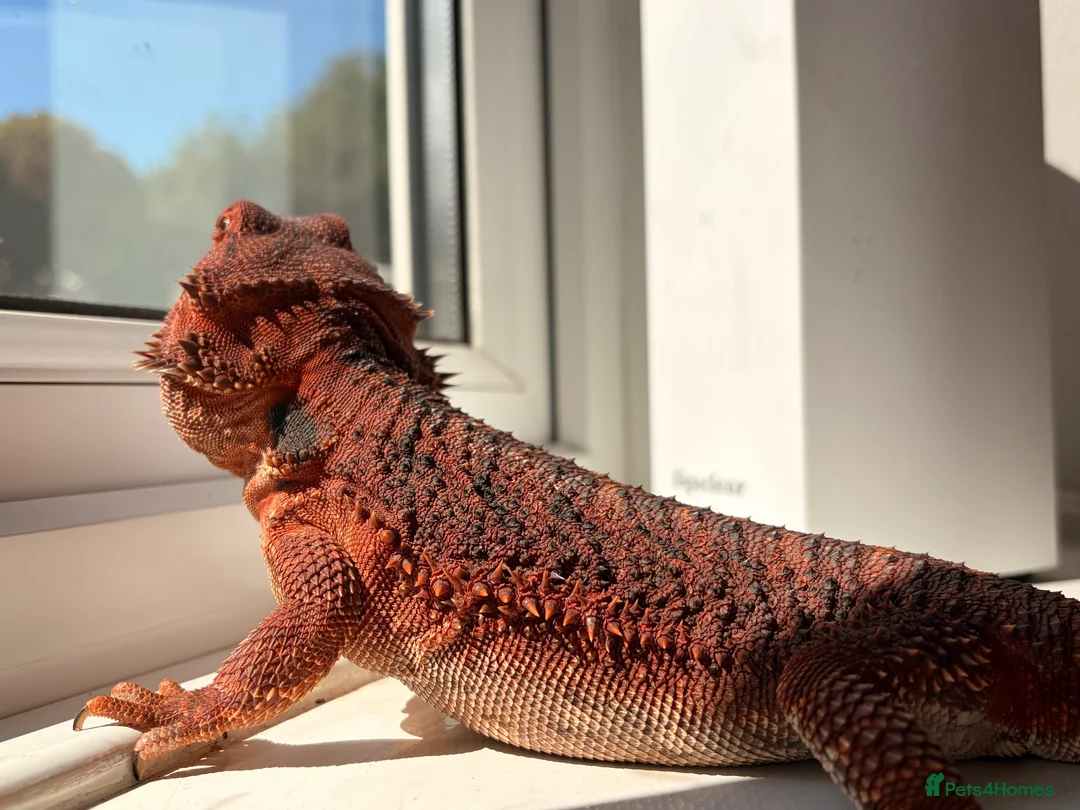 Dragon reptiles for sale: Red monster dragons in Stroud - Advert 6