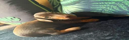 Dachshund dogs for sale: Miniature Dachshund Puppies in Leicester - Advert 7