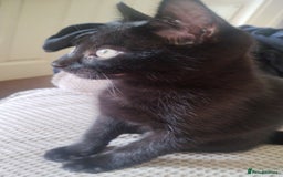 Mixed Breed cats for sale: Black kittens * Just one remaining* - Image 1