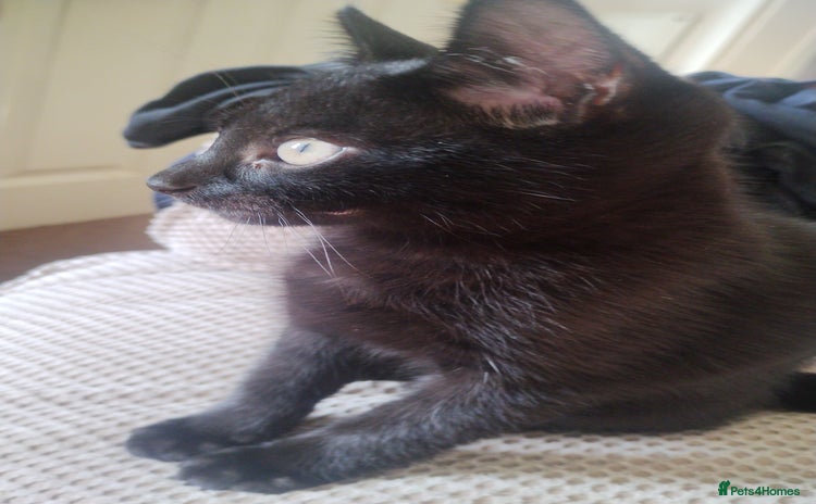 Mixed Breed cats - Advert 16