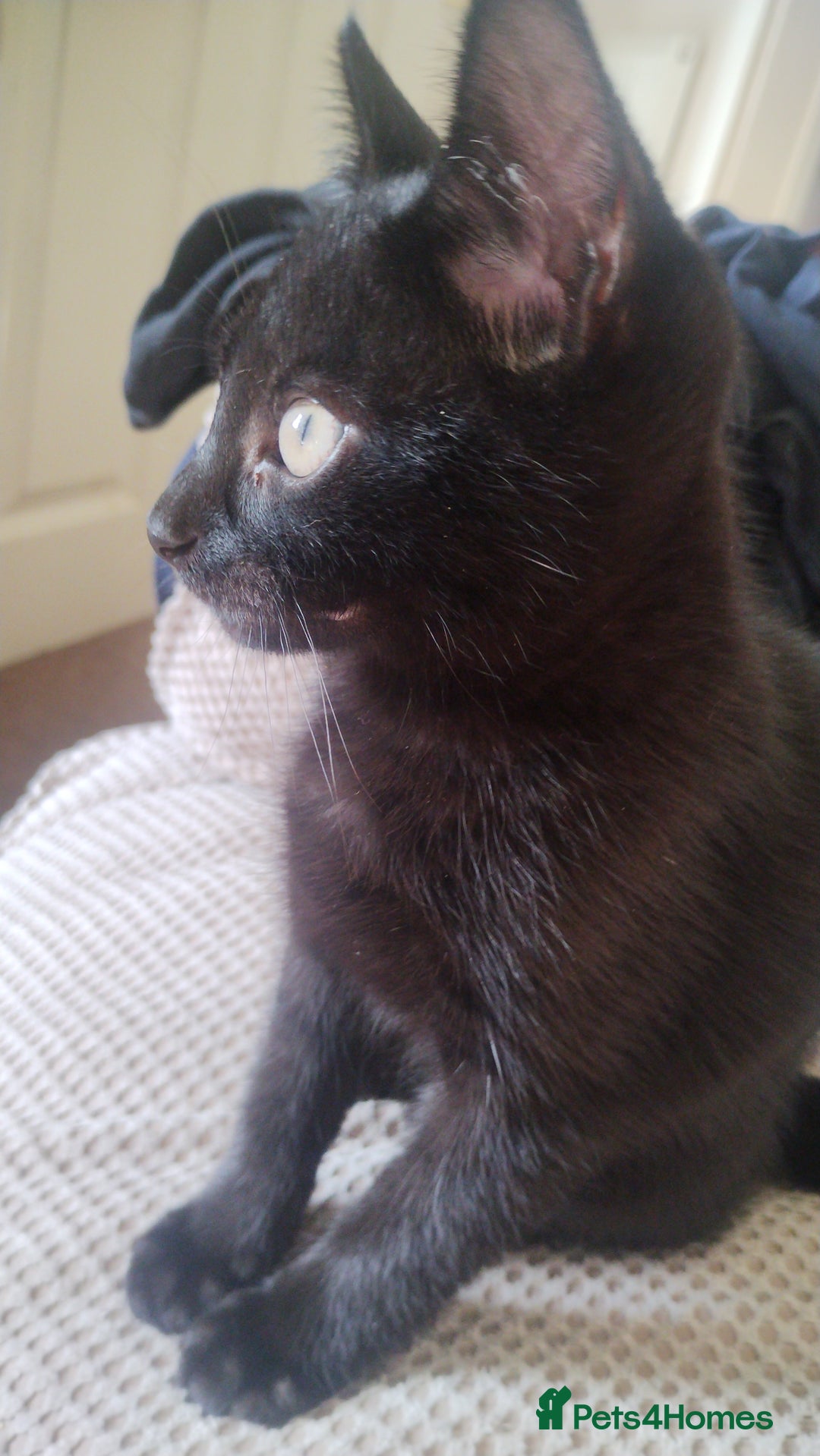 Mixed Breed cats for sale: Black kittens * Just one remaining* - Image 1