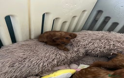 Cavapoo dogs for sale: 5⭐️⭐️⭐️⭐️⭐️F1b Curly Teddy Cavapoo’s DNA/heart  - Image 13