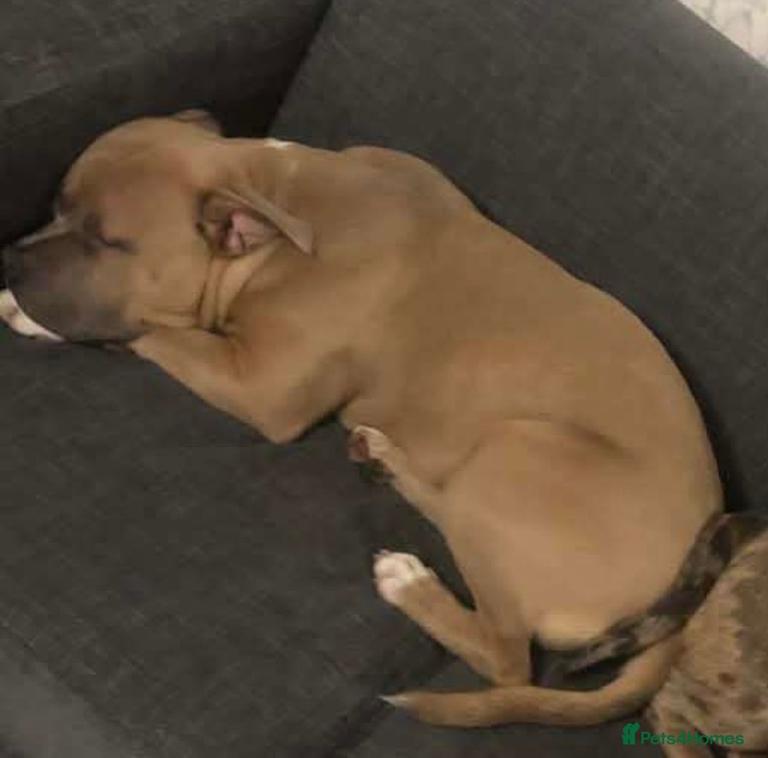 Mixed Breed dogs for sale: staffy x mixed breed. read description for more - Advert 4