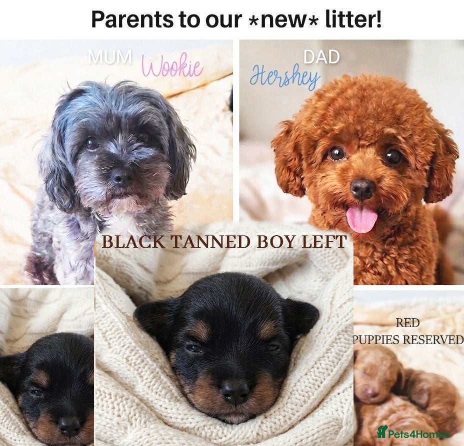 Maltipoo dogs Quality F1B Genuine Toy Asian Maltipoo Puppies - Advert 10