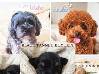 Maltipoo dogs Quality F1B Genuine Toy Asian Maltipoo Puppies - Advert 10