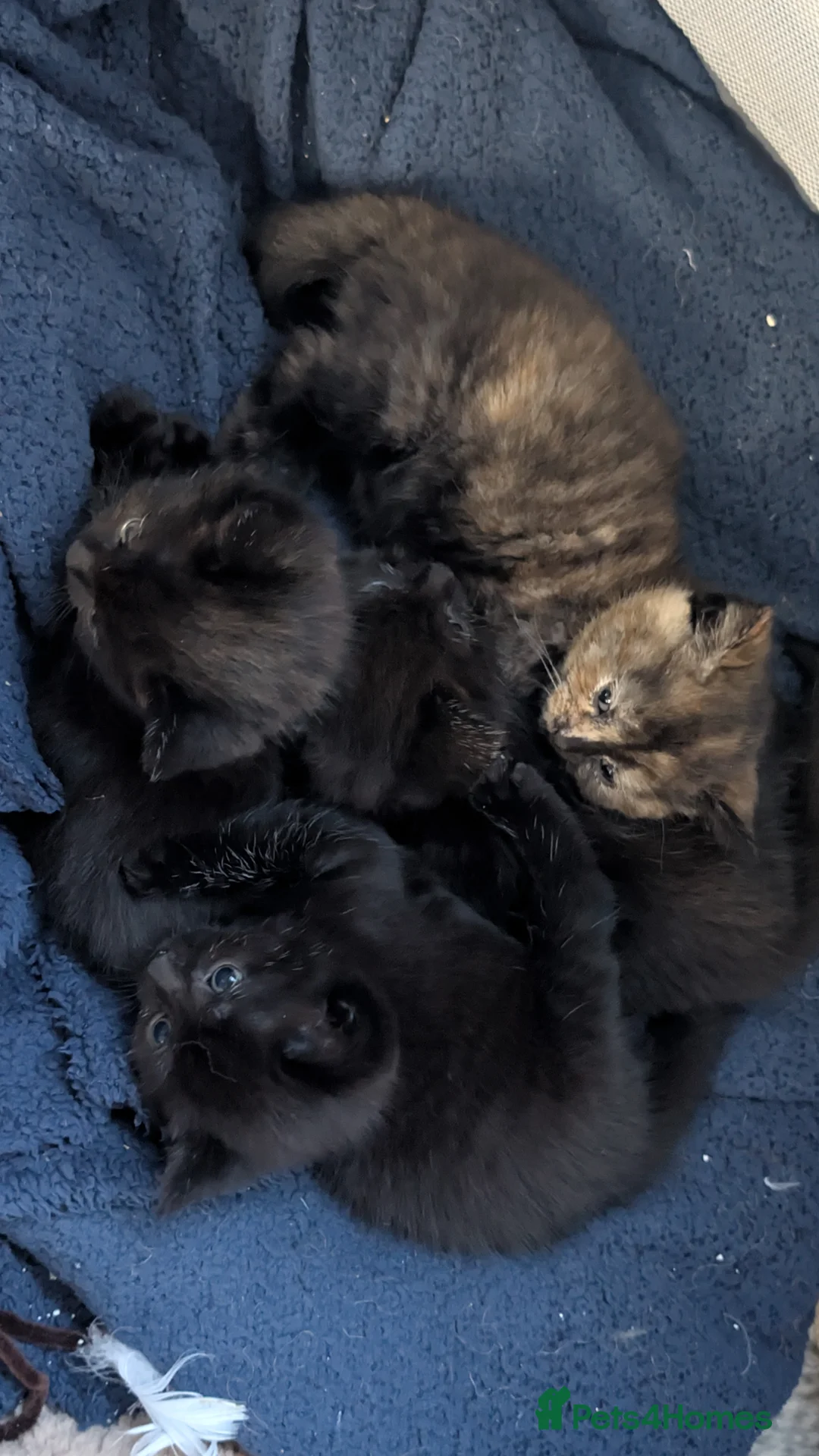 Mixed Breed cats for sale: Beautiful babies - Advert 2