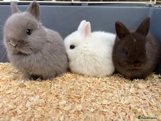 Netherland Dwarf rabbits Netherland dwarf babies Mixed colours - Advert 17