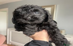 Cockapoo dogs for sale: 5 black cockapoos - Image 13