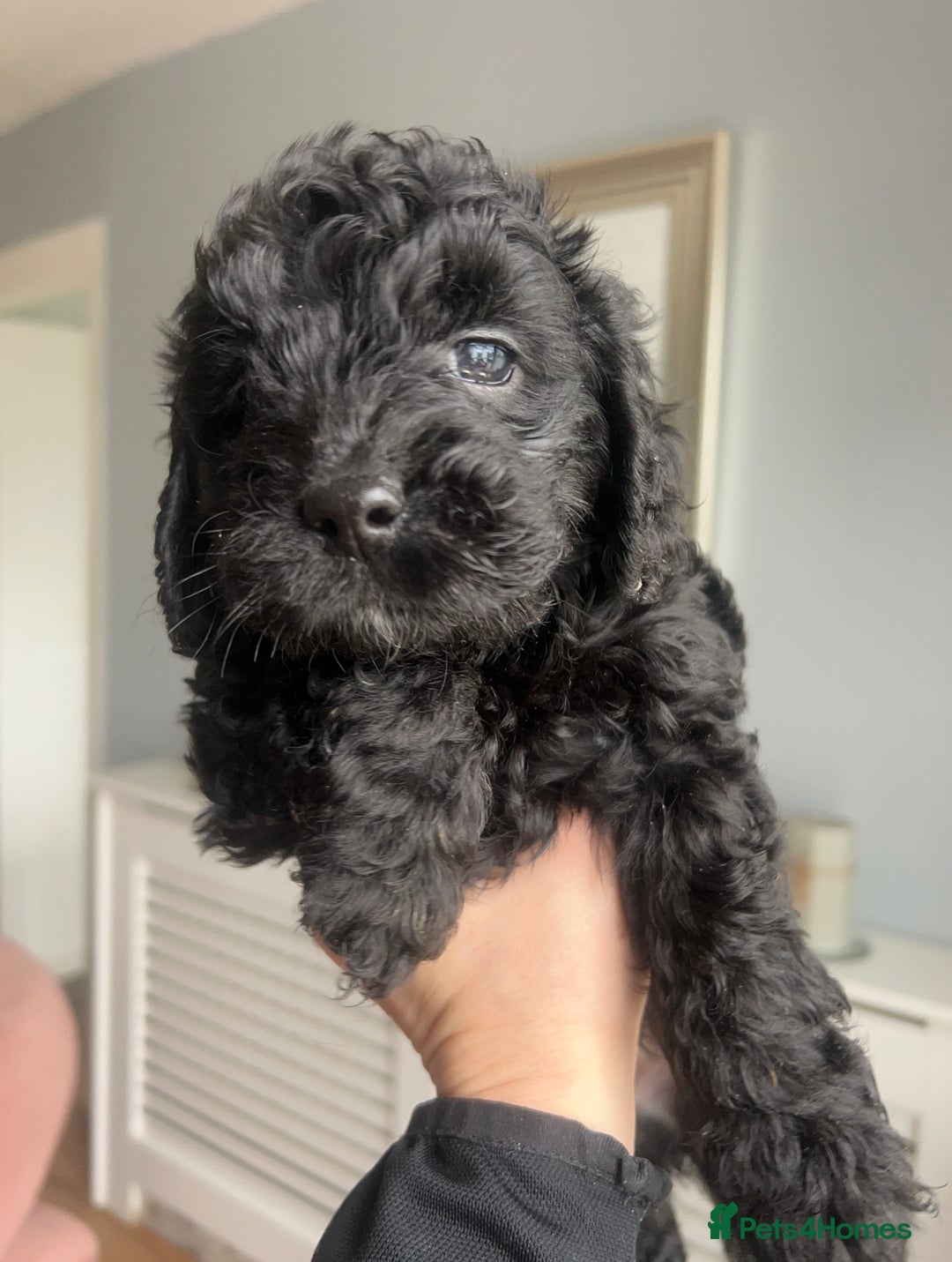 Cockapoo dogs for sale: 5 black cockapoos - Image 13