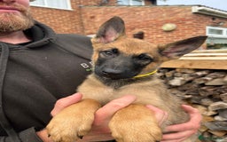 Mixed Breed dogs for sale: Czech shepherd x Belgium malinois - Image 15