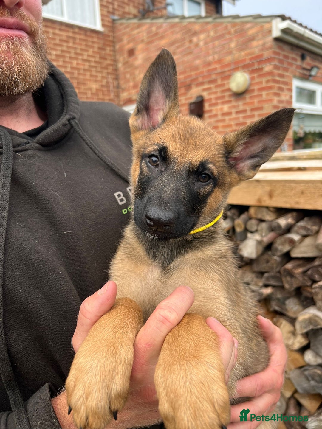 Mixed Breed dogs for sale: Czech shepherd x Belgium malinois - Image 15