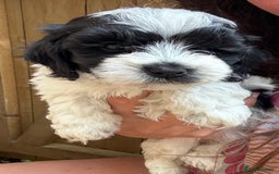 Maltipoo dogs for sale: 🌟 RARE COLOURED MALTIPOO PUPPIES 🌟 - Image 2