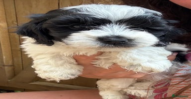 Maltipoo dogs - Advert 8