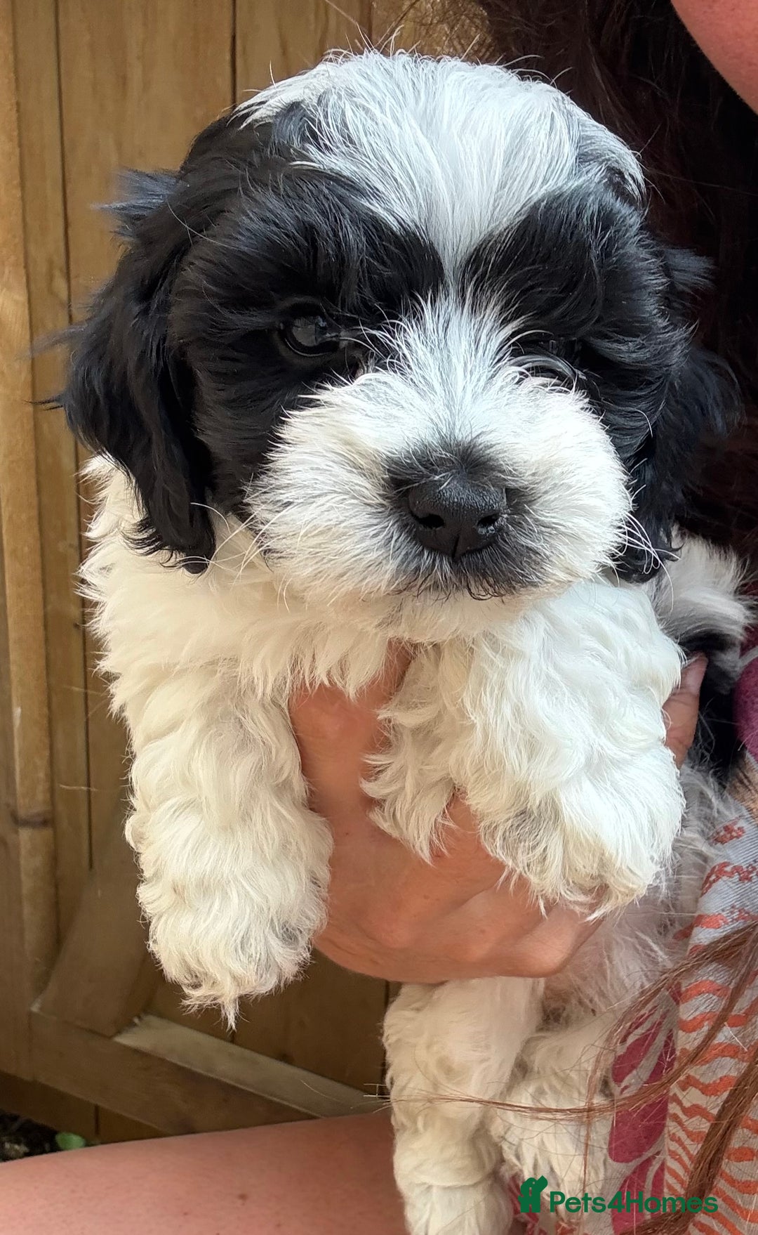 Maltipoo dogs for sale: 🌟 RARE COLOURED MALTIPOO PUPPIES 🌟 - Image 2