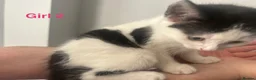 Domestic Shorthair cats for sale: Four beautiful 8 week old kittens for sale - Advert 3
