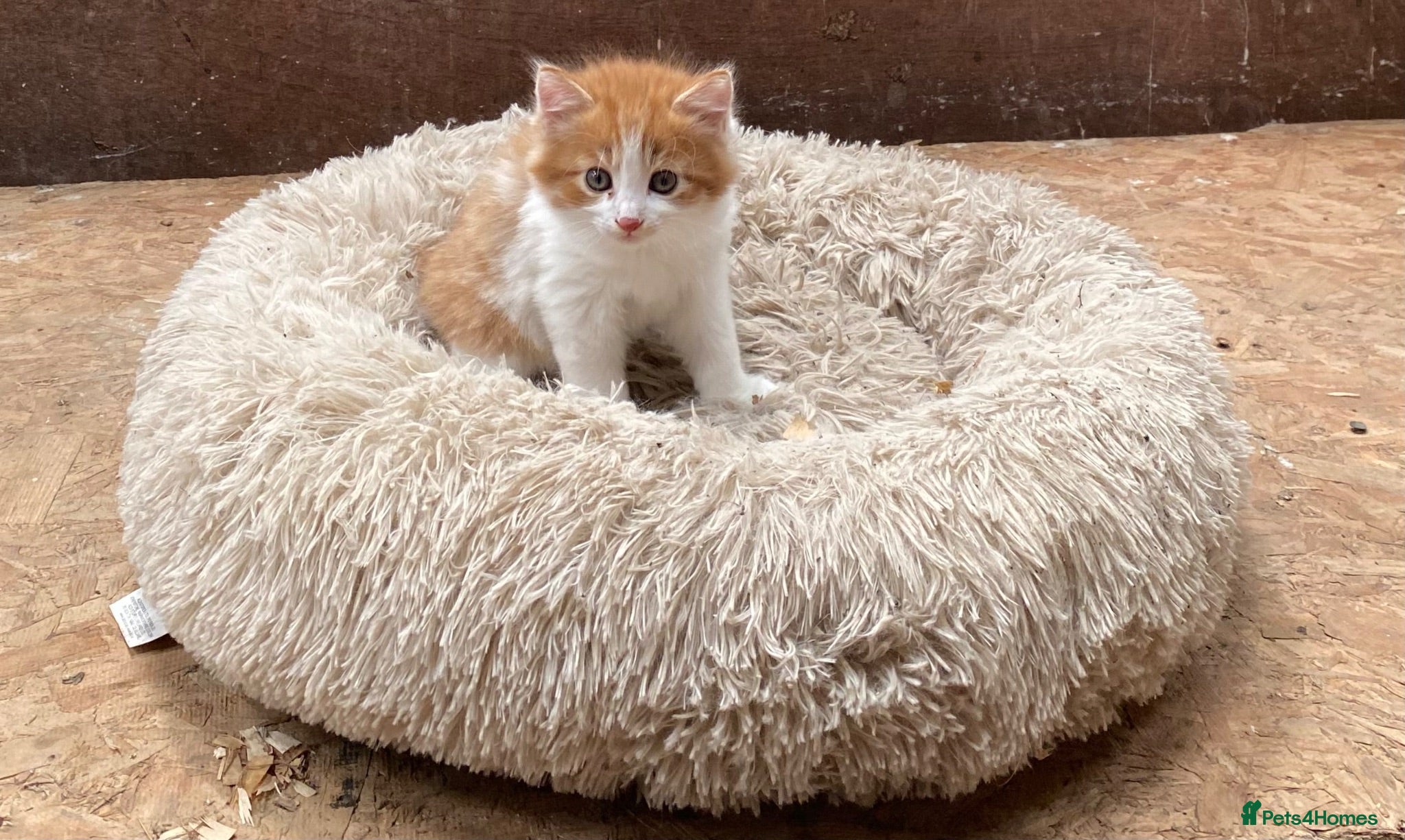 Mixed Breed cats Beautiful Kittens - Advert 4