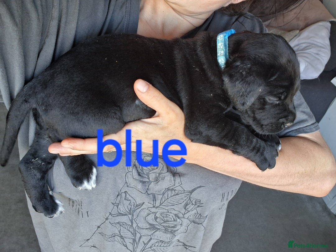 Cane Corso dogs for sale: Gorgeous Cane Corso pups - 2 chunky girls left! - Image 9