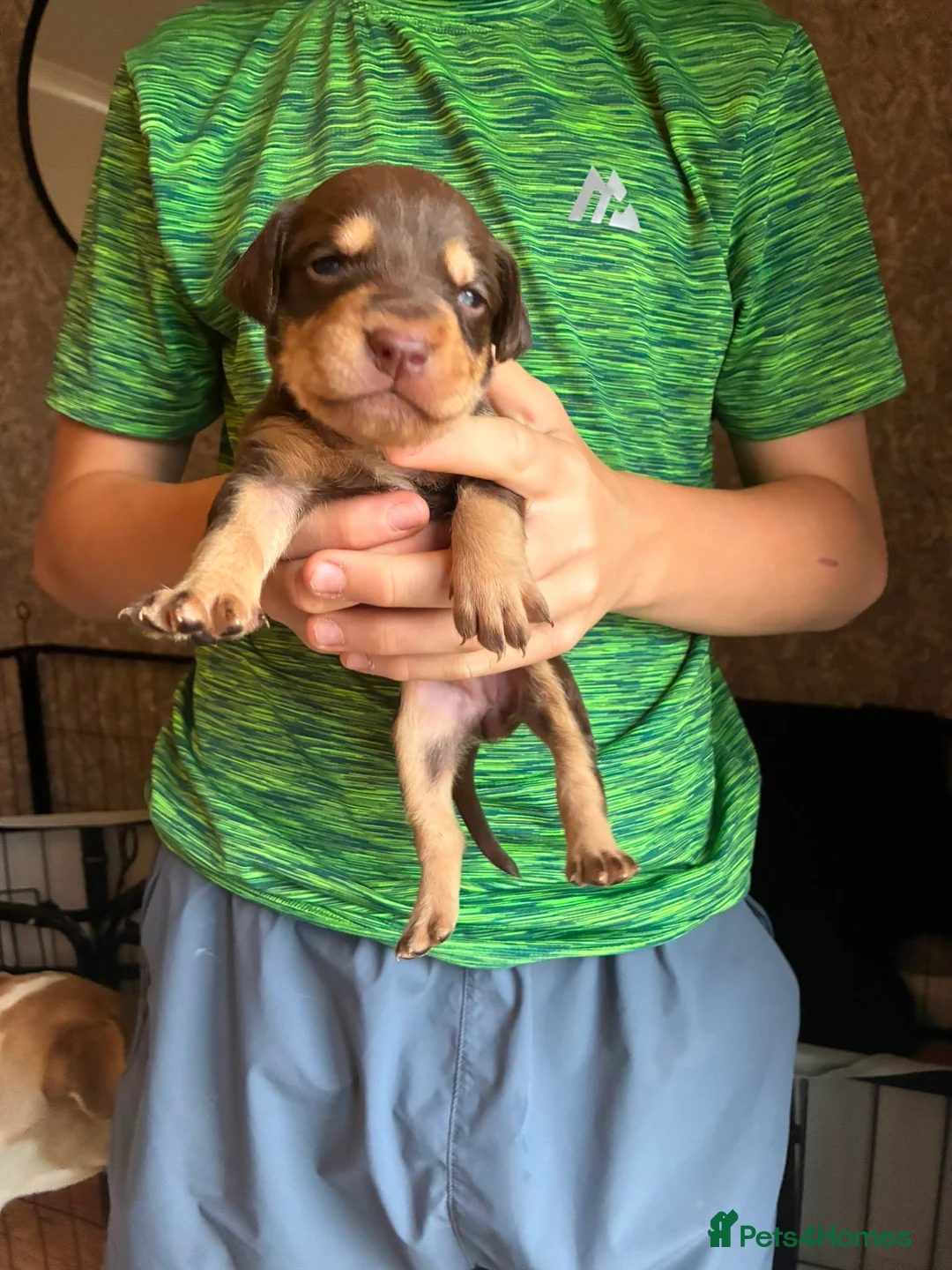 Mixed Breed dogs for sale: Beautiful puppies of our Family pets  - Advert 2