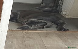 Cane Corso dogs for stud: Enzo perfect stud - Image 4