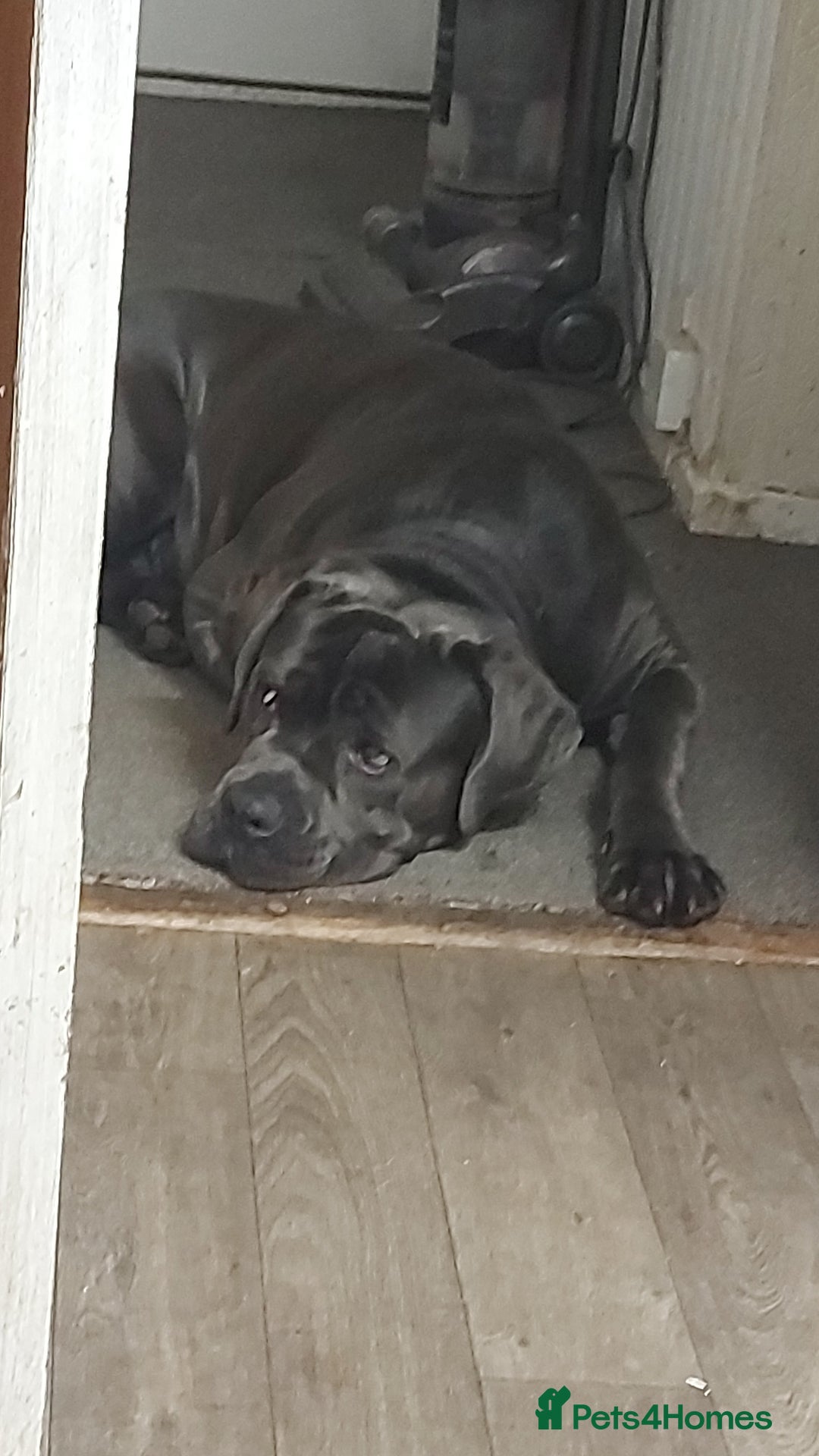 Cane Corso dogs for stud: Enzo perfect stud - Image 4