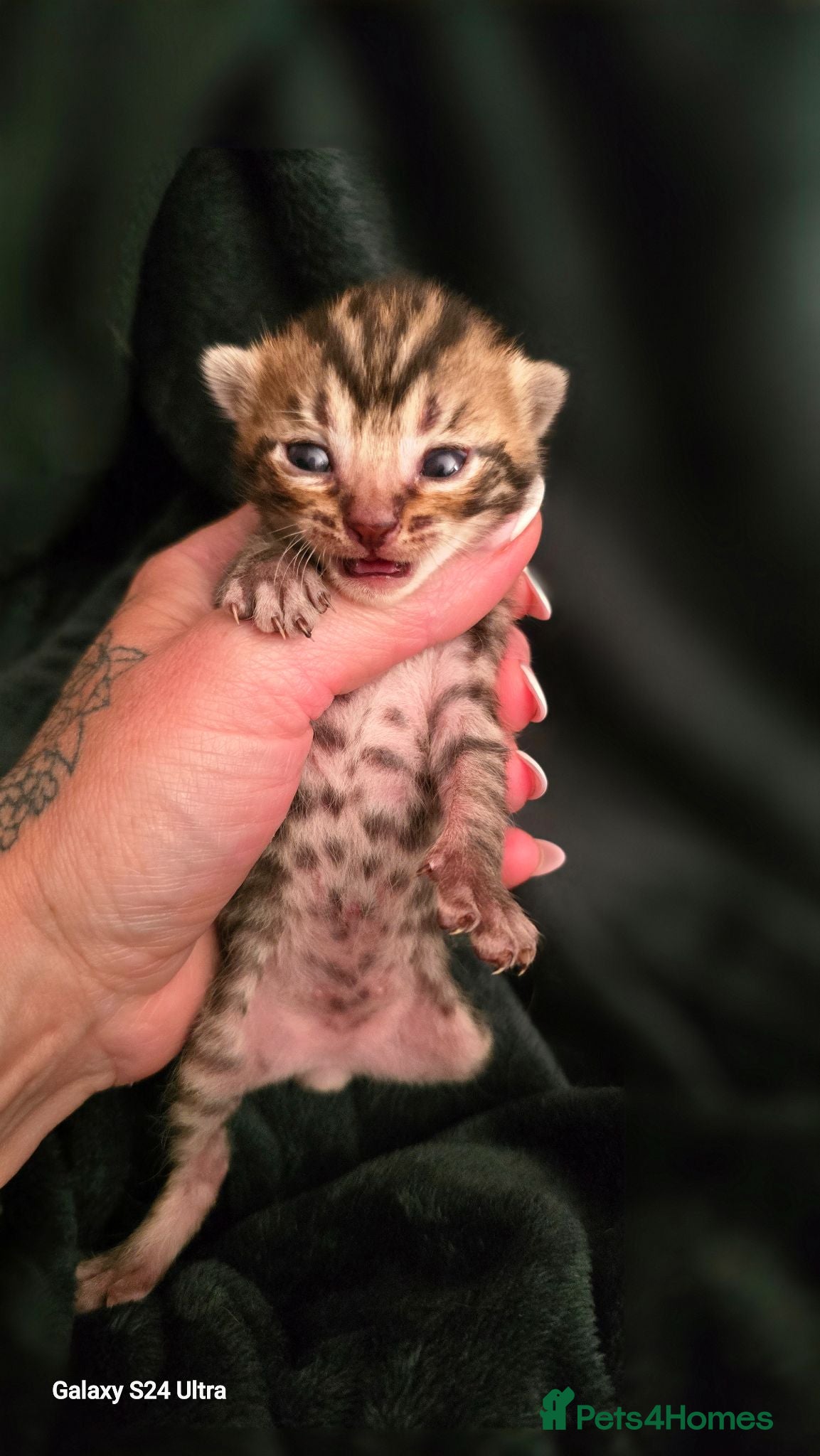 Mixed Breed cats Bengal X selkirk rex male kittens  - Advert 3