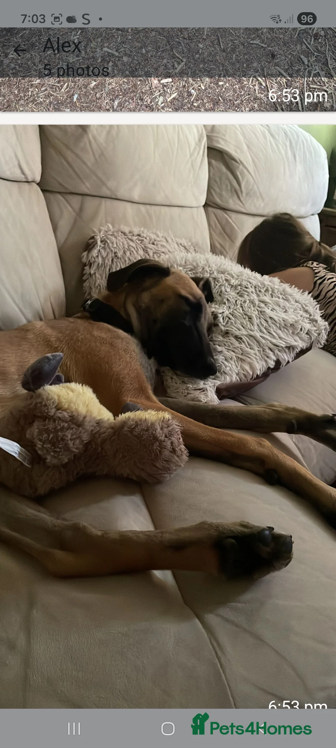 Mixed Breed dogs for sale: Belgian lurcher  in Camberley - Advert 2