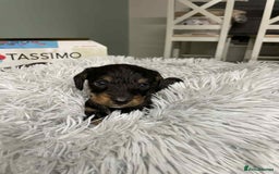 Mixed Breed dogs for sale: 8 beautiful dashaund X Jack Russel puppies  - Image 12