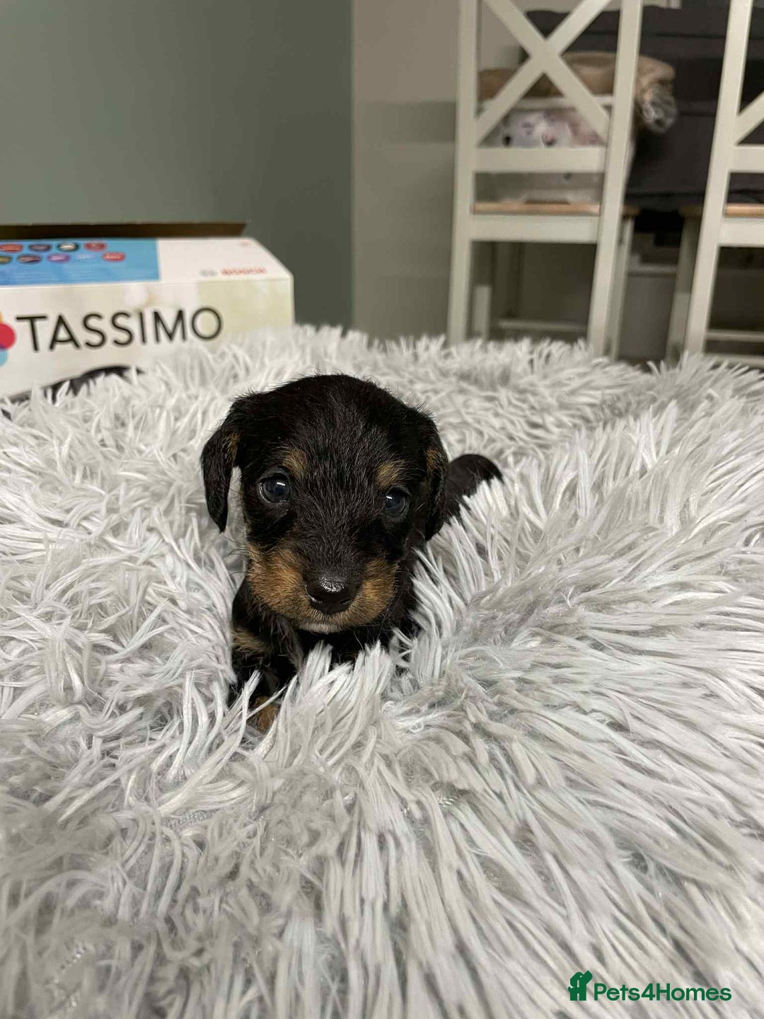 Mixed Breed dogs for sale: 8 beautiful dashaund X Jack Russel puppies  - Image 12