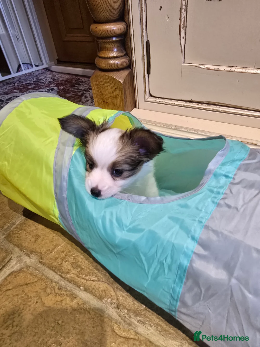 Papillon dogs for sale: ROYAL KENNEL CLUB registered,  DNA tested perents  - Advert 20