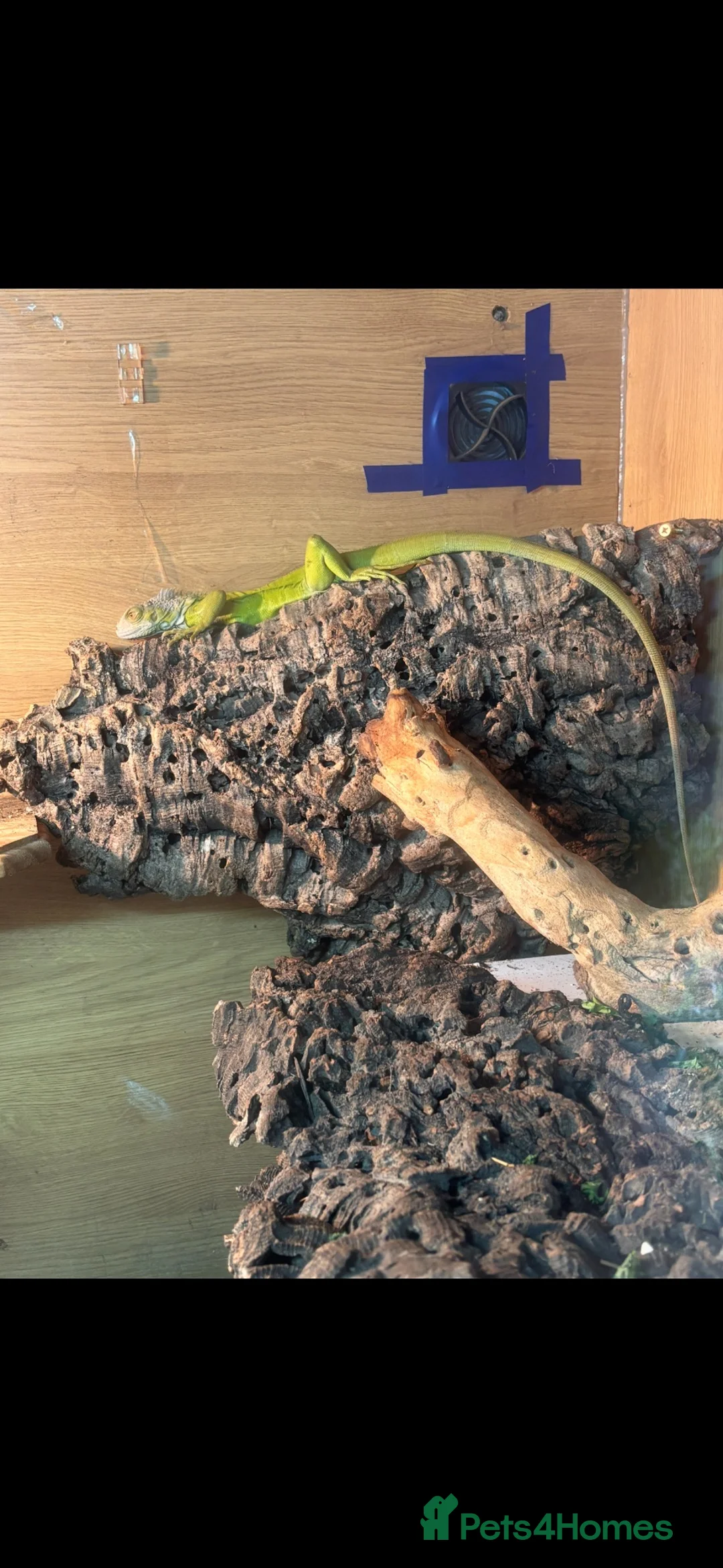 Iguana reptiles for sale: Stunning lime hypo zero Green iguana  - Advert 6