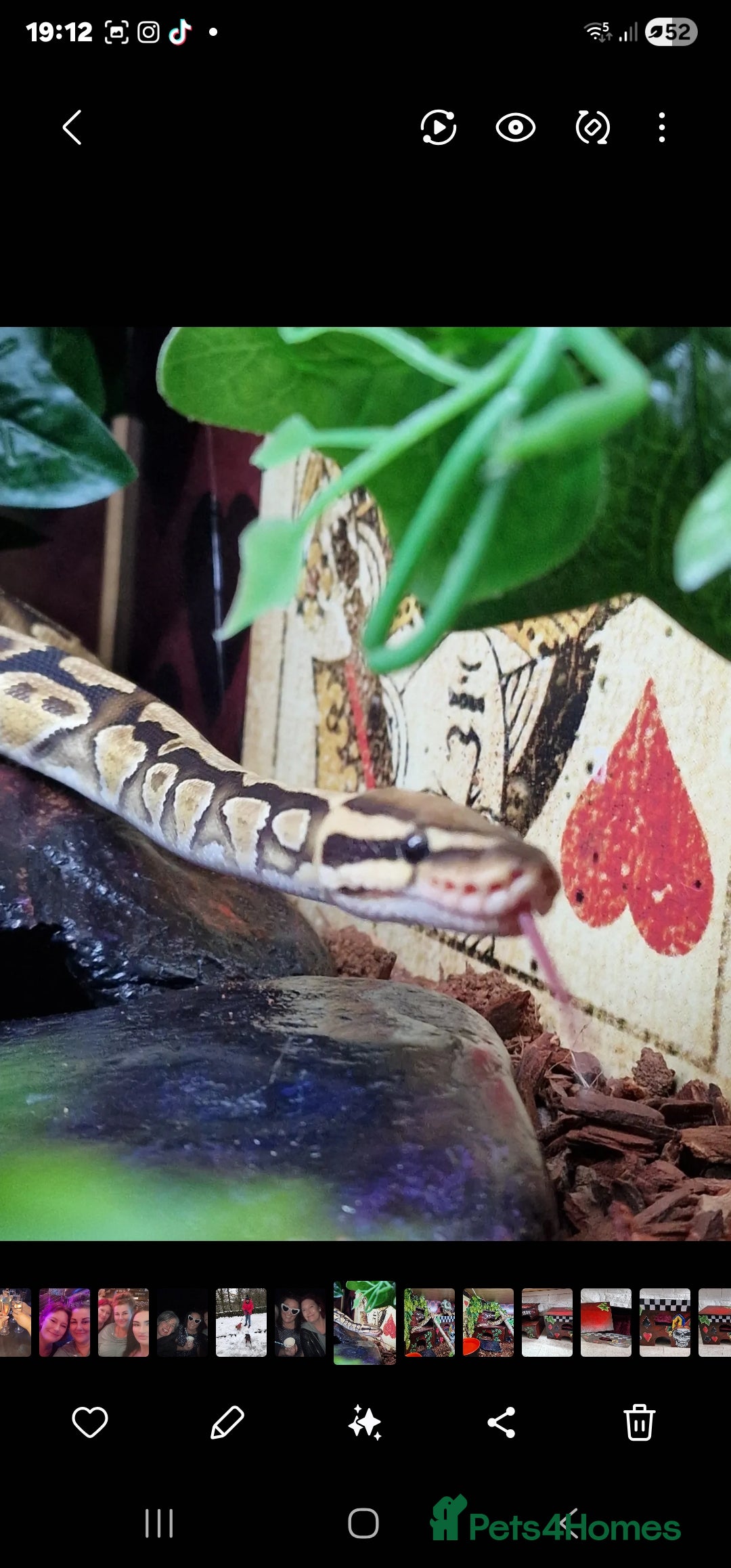 Python Snake reptiles for sale: Gorgeous royal python and full set up - Advert 8