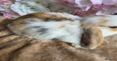 Mini Lop rabbits - Advert 14