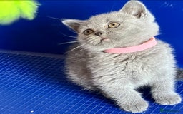 British Shorthair cats for sale: GCCF registered ChampionBloodline 5GENpedigree BSH - Image 15