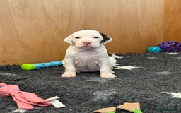 Braque du Bourbonnais dogs for sale: Braque du Bourbonnais Puppies - Image 9