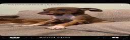 Lurcher dogs for sale: Lurcher pups  in Burnley - Advert 3