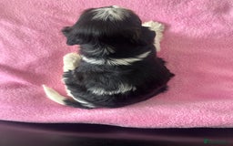 Biewer Terrier dogs for sale: 5 Adorable Purebred Biewer Terriers - Image 4