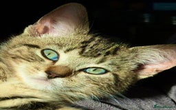 Mixed Breed cats for sale: Playful kittens - Image 2