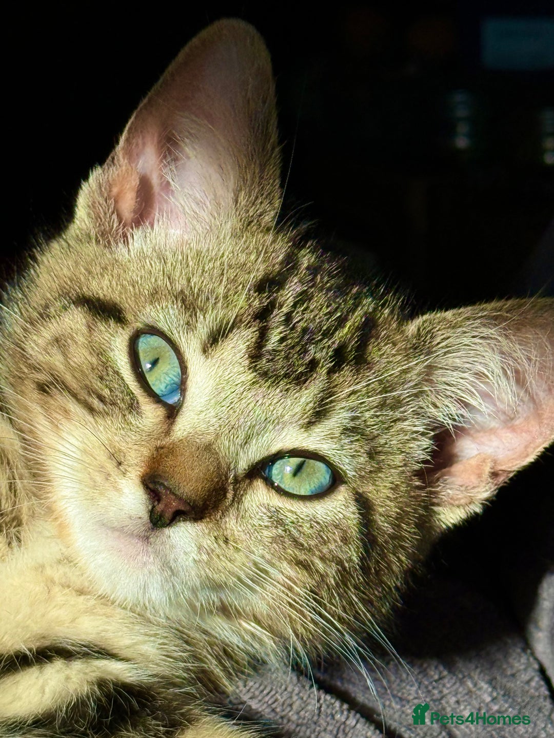 Mixed Breed cats for sale: Playful kittens - Image 2