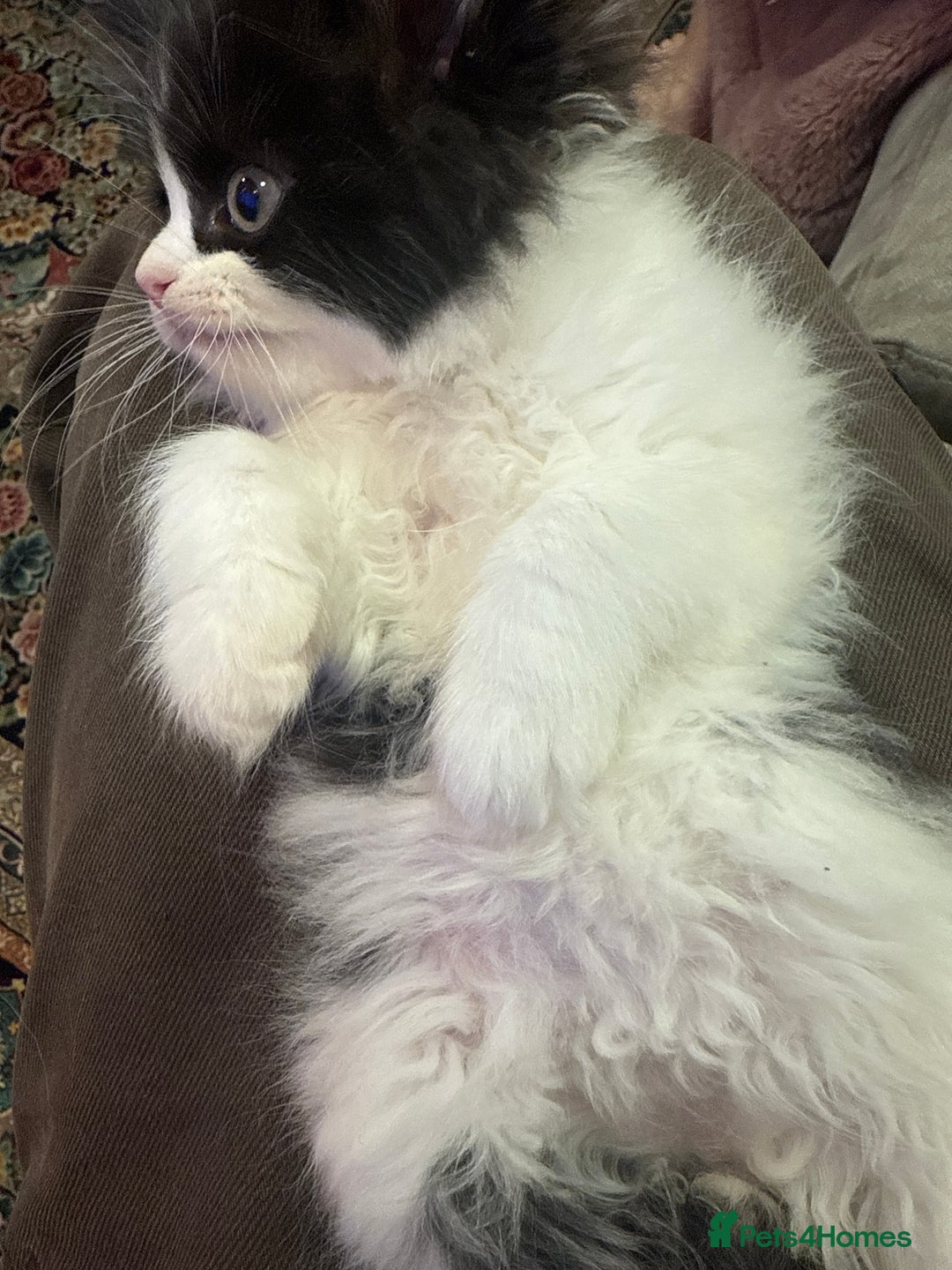 Persian cats for sale: Adorable kitten persian x tuexdo  - Advert 4