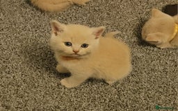 British Shorthair cats for sale: Pretty British shorthair  - Image 15