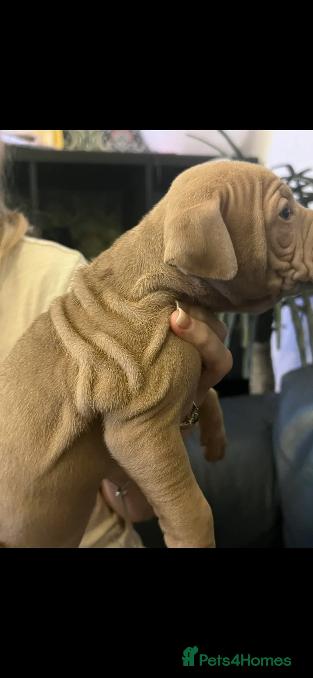 Mixed Breed dogs for sale: Shar pei x pocket bully - Advert 5