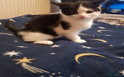 Mixed Breed cats for sale: Male and female kitten looking for forever home  - Image 2