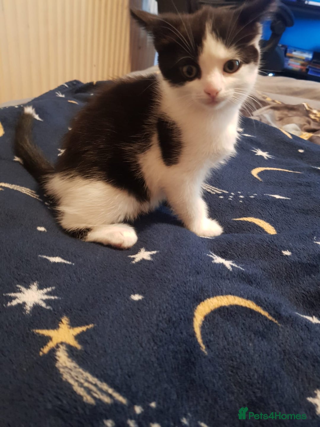 Mixed Breed cats for sale: Male and female kitten looking for forever home  - Image 2