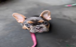 French Bulldog dogs for sale: French bulldog female puppy  - Image 3